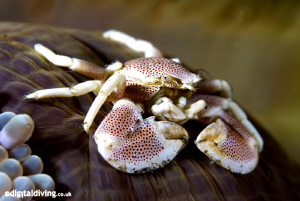 Porcelain Crab in Lembeh. Taken with D200 and 60mm lens. by David Henshaw 